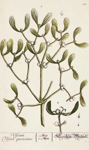 Jemioła z „Ciekawy zielnik”, 1782