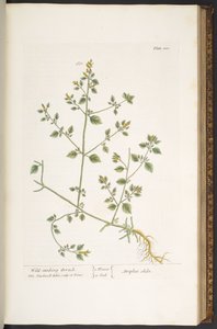 Talerz 100, z „Ciekawy zielnik” autorstwa Elizabeth Blackwell
