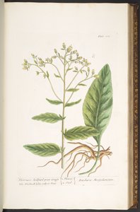 Talerz 102, z „Ciekawy zielnik” autorstwa Elizabeth Blackwell