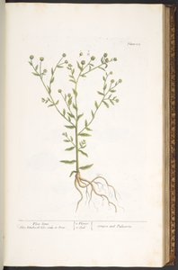 Talerz 103, z „Ciekawy zielnik” autorstwa Elizabeth Blackwell