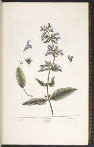 Talerz 10, Szałwia, z „Ciekawego ziela” autorstwa Elizabeth Blackwell