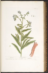 Talerz 112, z „Ciekawy zielnik” autorstwa Elizabeth Blackwell