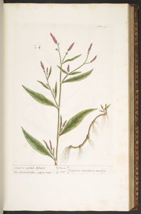 Talerz 118, z „Ciekawy zielnik” autorstwa Elizabeth Blackwell