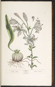 Talerz 11, Biała Lilia, z „Ciekawy Herbal” autorstwa Elizabeth Blackwell