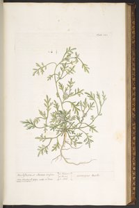 Talerz 120, z „Ciekawy zielnik” autorstwa Elizabeth Blackwell
