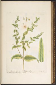 Talerz 123, z „Ciekawy zielnik” autorstwa Elizabeth Blackwell