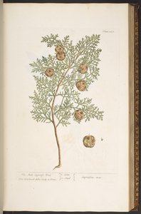 Talerz 127, z „Ciekawy zielnik” autorstwa Elizabeth Blackwell