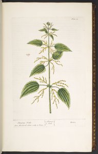 Talerz 12, Pokrzywa, z „Ciekawego ziela” autorstwa Elizabeth Blackwell