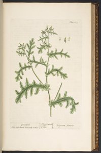 Talerz 132, z „Ciekawy zielnik” autorstwa Elizabeth Blackwell