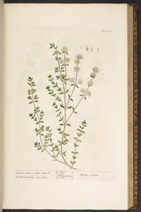 Talerz 134, z „Ciekawy zielnik” autorstwa Elizabeth Blackwell