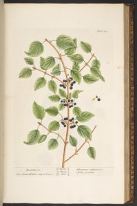 Talerz 135, z „Ciekawy zielnik” autorstwa Elizabeth Blackwell