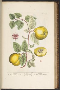 Talerz 137, z „Ciekawy zielnik” autorstwa Elizabeth Blackwell