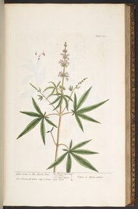 Talerz 139, z „Ciekawy zielnik” autorstwa Elizabeth Blackwell