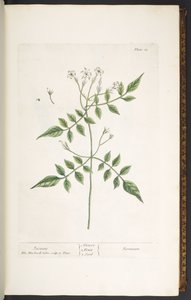 Talerz 13, Jaśmin, z „Ciekawego ziela” autorstwa Elizabeth Blackwell