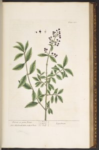 Talerz 140, z „Ciekawy zielnik” autorstwa Elizabeth Blackwell