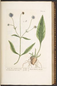 Talerz 142, Diabelski Kawałek, czyli Gładka Succisa, z „Ciekawego zielnika” autorstwa Elizabeth Blackwell