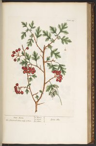 Talerz 149, z „Ciekawy zielnik” autorstwa Elizabeth Blackwell