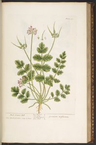Talerz 150, z „Ciekawy zielnik” autorstwa Elizabeth Blackwell