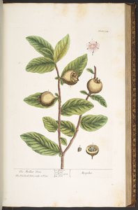 Talerz 154, z „Ciekawy zielnik” autorstwa Elizabeth Blackwell