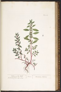 Talerz 156, z „Ciekawy zielnik” autorstwa Elizabeth Blackwell