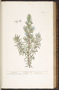 Talerz 159, z „Ciekawskiego zielnika” autorstwa Elizabeth Blackwell