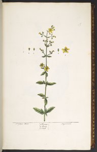 Talerz 15, Ziele dziurawca, z „Ciekawy zielnik” autorstwa Elizabeth Blackwell