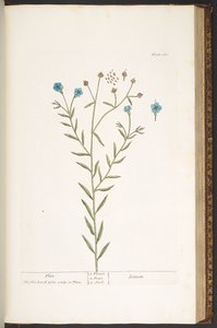 Talerz 160, z „Ciekawy zielnik” autorstwa Elizabeth Blackwell