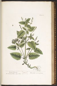 Talerz 162 z „Ciekawy zielnik” autorstwa Elizabeth Blackwell