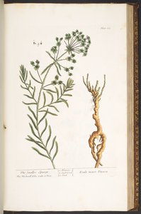 Talerz 163, z „Ciekawy zielnik” autorstwa Elizabeth Blackwell