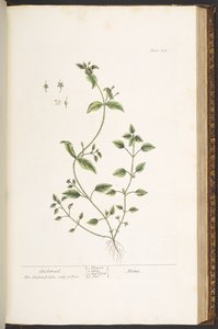 Talerz 164, z „Ciekawy zielnik” autorstwa Elizabeth Blackwell