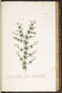 Talerz 168, z „Ciekawy zielnik” autorstwa Elizabeth Blackwell