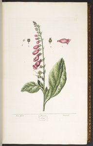 Talerz 16, Rękawica Lisa, z filmu „Ciekawy Herbal” autorstwa Elizabeth Blackwell