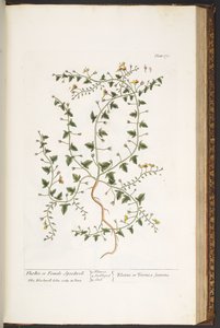 Talerz 170, z „Ciekawy zielnik” autorstwa Elizabeth Blackwell