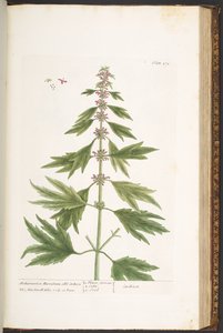 Talerz 171, z „Ciekawy zielnik” autorstwa Elizabeth Blackwell