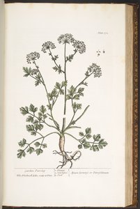 Talerz 172, z „Ciekawy zielnik” autorstwa Elizabeth Blackwell