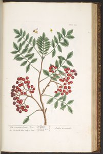 Talerz 173, z „Ciekawy zielnik” autorstwa Elizabeth Blackwell