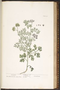 Talerz 176, z „Ciekawy zielnik” autorstwa Elizabeth Blackwell