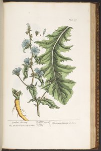 Talerz 177, z „Ciekawy zielnik” autorstwa Elizabeth Blackwell