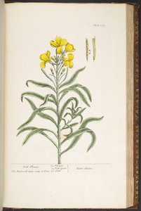 Talerz 179, z „Ciekawy zielnik” autorstwa Elizabeth Blackwell