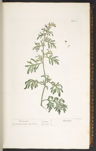 Talerz 17, Piołun, z „Ciekawy zielnik” autorstwa Elizabeth Blackwell