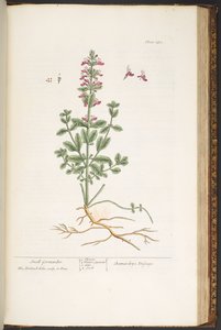 Talerz 180, z „Ciekawskiego zielnika” autorstwa Elizabeth Blackwell