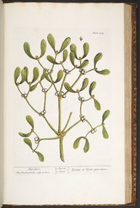 Talerz 184, Jemioła, z „Ciekawy zielnik” autorstwa Elizabeth Blackwell