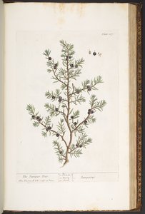 Talerz 187, Jałowiec, z „Ciekawy zielnik” autorstwa Elizabeth Blackwell