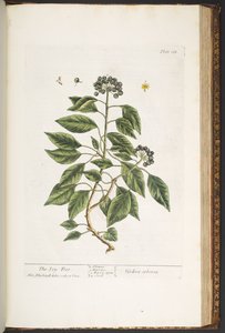 Talerz 188, z „Ciekawy zielnik” autorstwa Elizabeth Blackwell