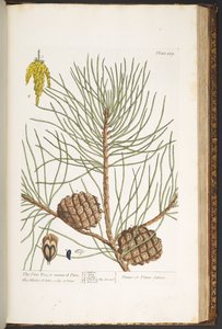 Talerz 189, z „Ciekawy zielnik” autorstwa Elizabeth Blackwell