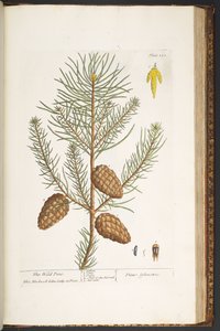 Talerz 190, z „Ciekawy zielnik” autorstwa Elizabeth Blackwell