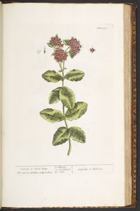 Tablica 191, Orpine, czyli Live-Long, z „Ciekawego zielnika” autorstwa Elizabeth Blackwell