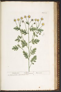 Talerz 192, z „Ciekawy zielnik” autorstwa Elizabeth Blackwell