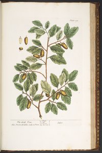 Talerz 193, z „Ciekawy zielnik” autorstwa Elizabeth Blackwell