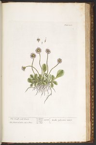 Talerz 200, Mała dzika stokrotka, z „Ciekawy zielnik” autorstwa Elizabeth Blackwell